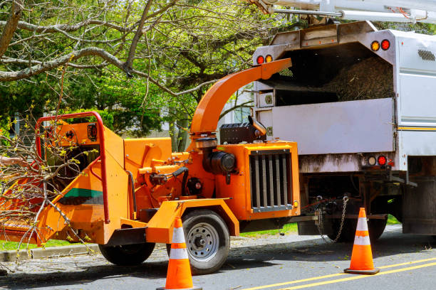 The Steps Involved in Our Tree Care Process in Oak Grove, KY